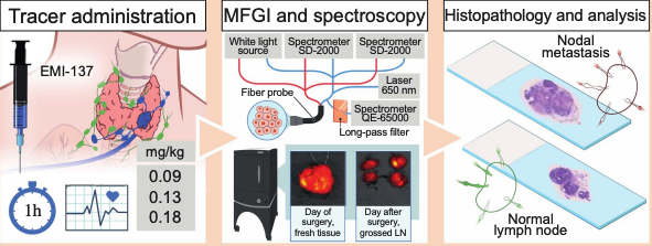Fluorescence guided thyroid surgery utilizing EMI-137 | OMIG