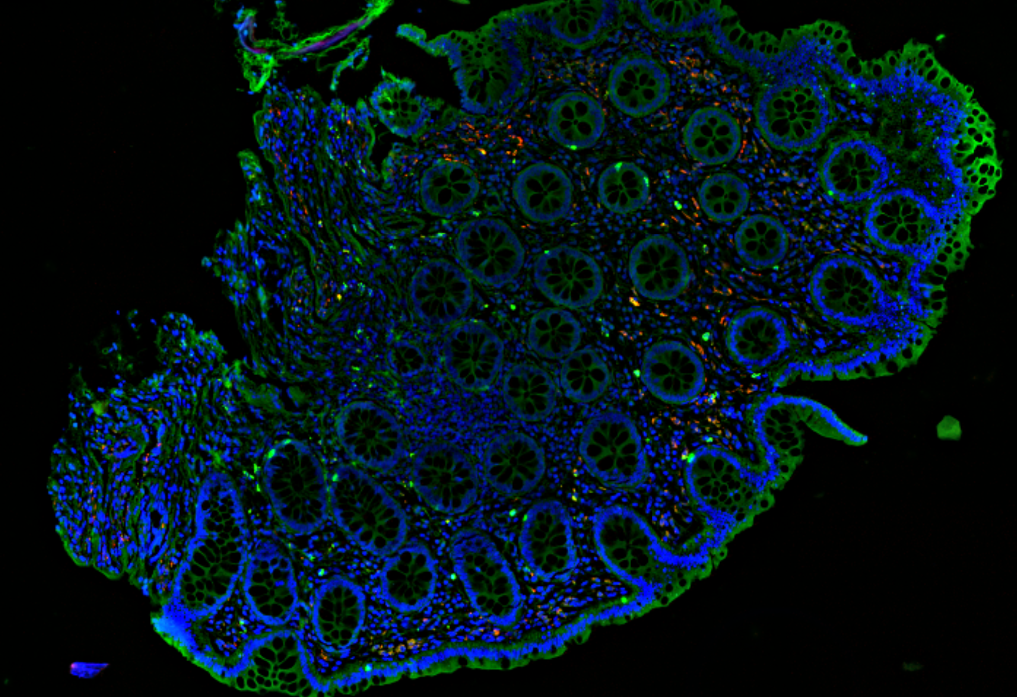 VISION microscopy | OMIG