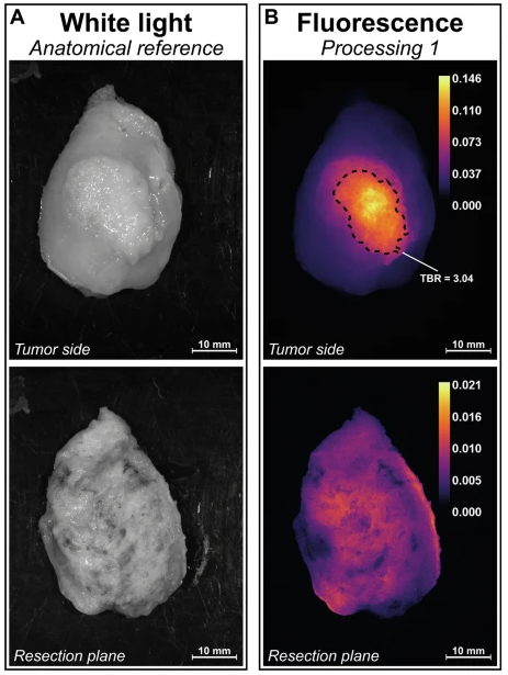 Bas publication picture